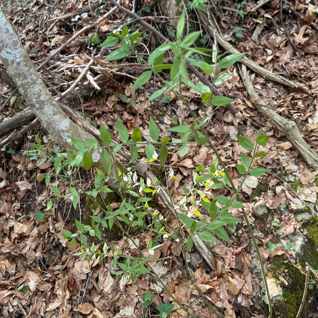 Ruscus Aculeatus