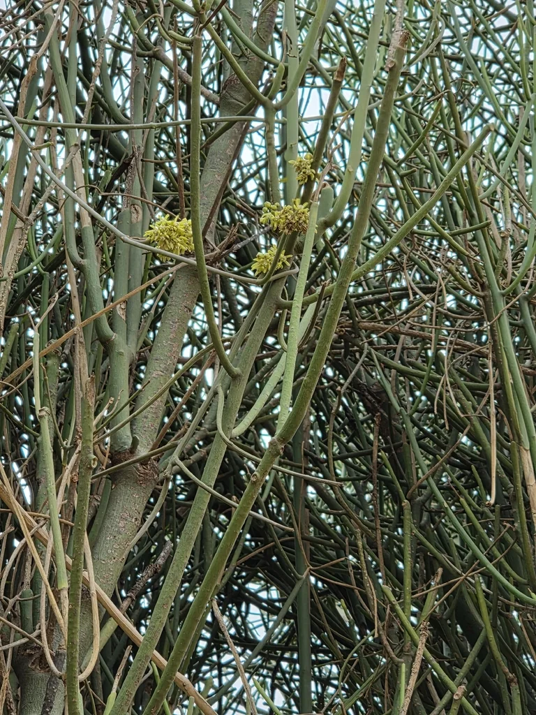 Euphorbia Tirucalli