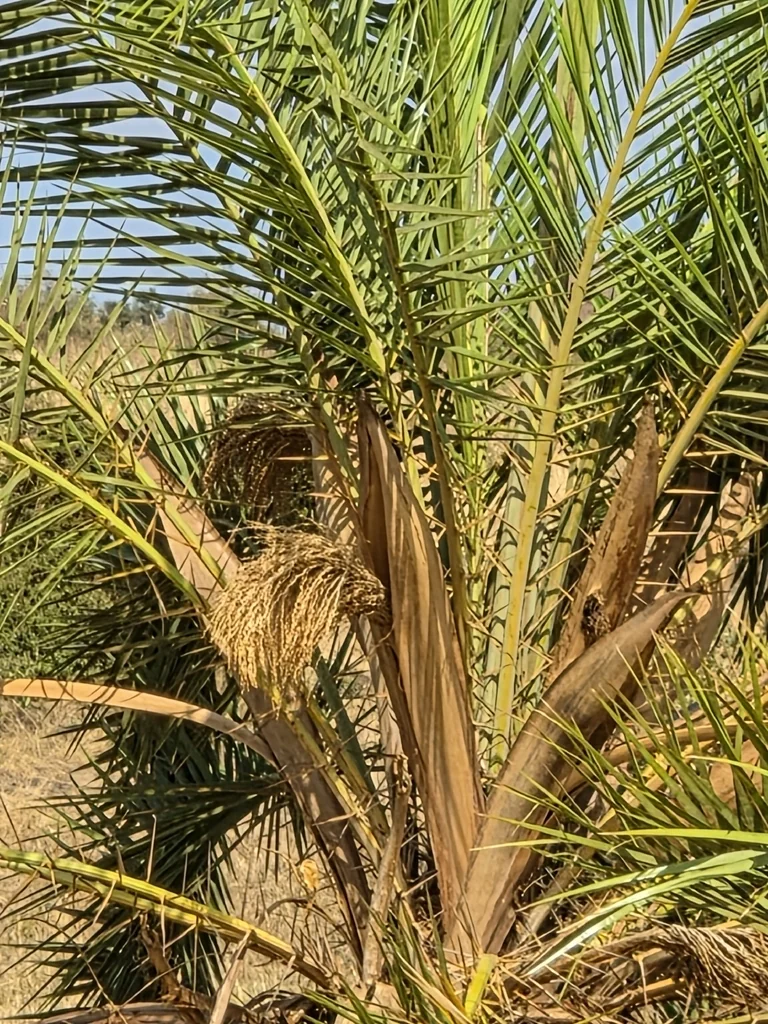 Phoenix reclinata