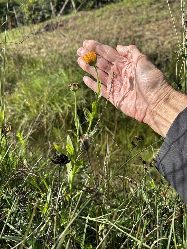 Calendula Officinalis