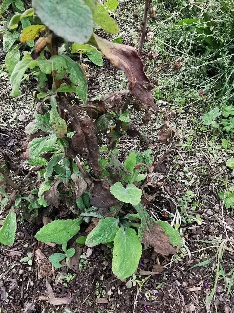 Digitalis Purpurea
