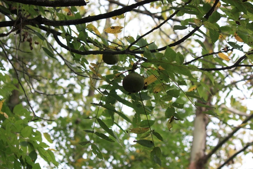 Juglans Nigra