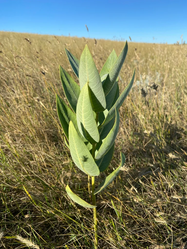 Asclepias Speciosa