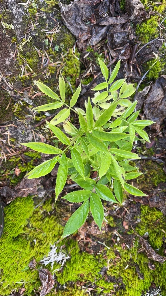 Sambucus Racemosa