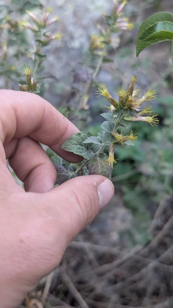 Brickellia Californica