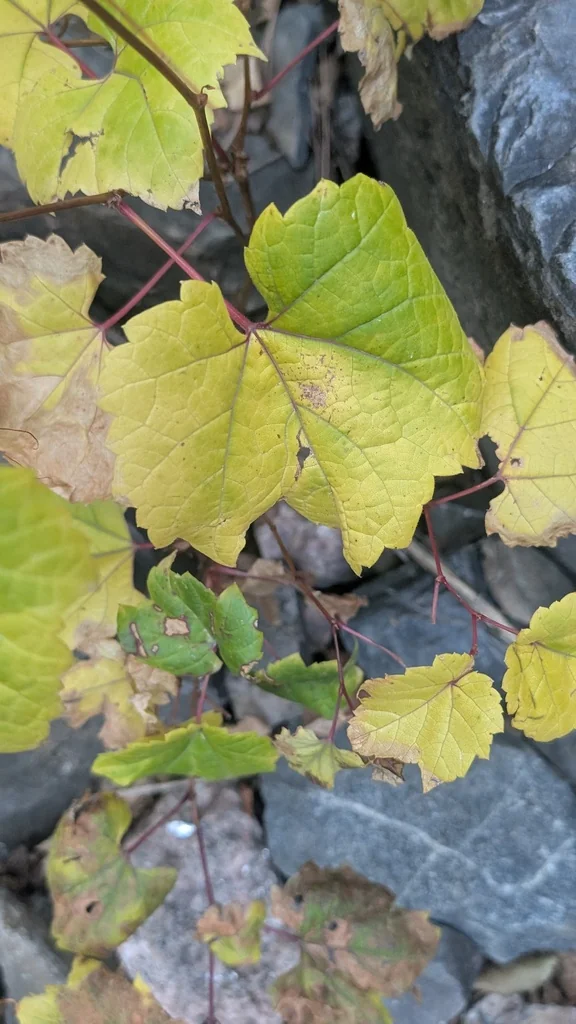 Vitis Riparia