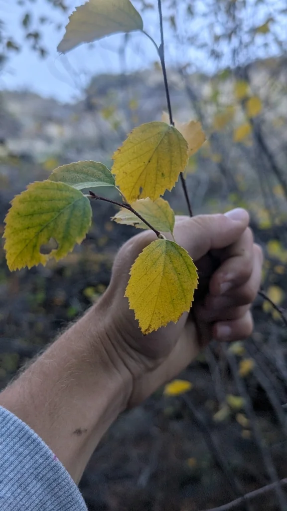 Betula Occidentalis