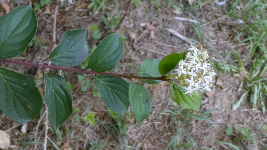 Cornus sanguinea