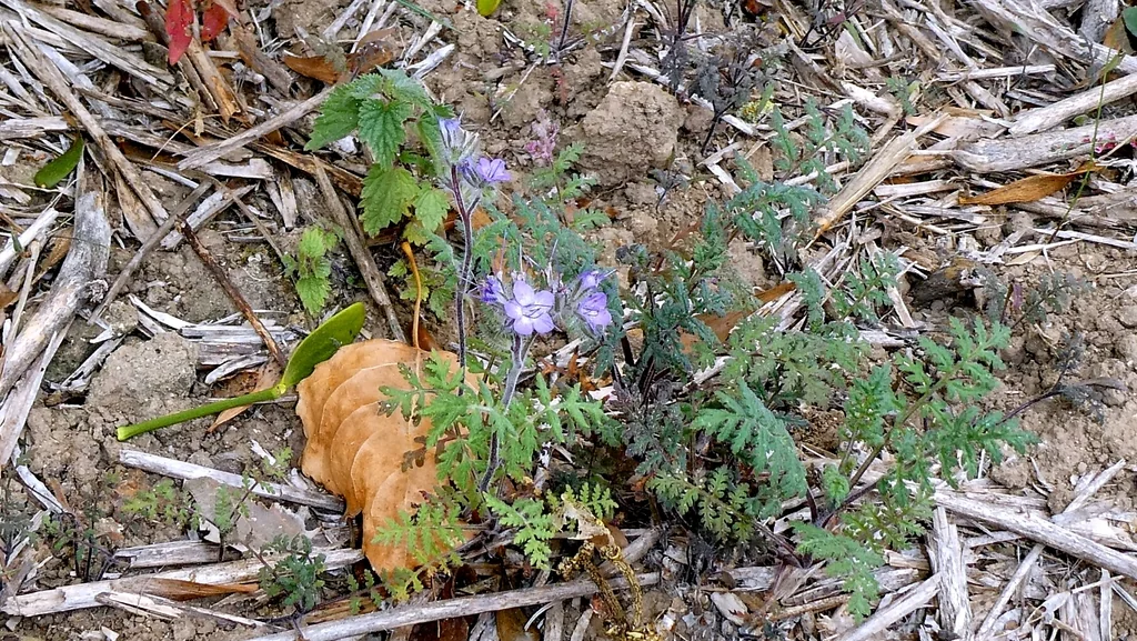 Phacelia Tanacetifolia