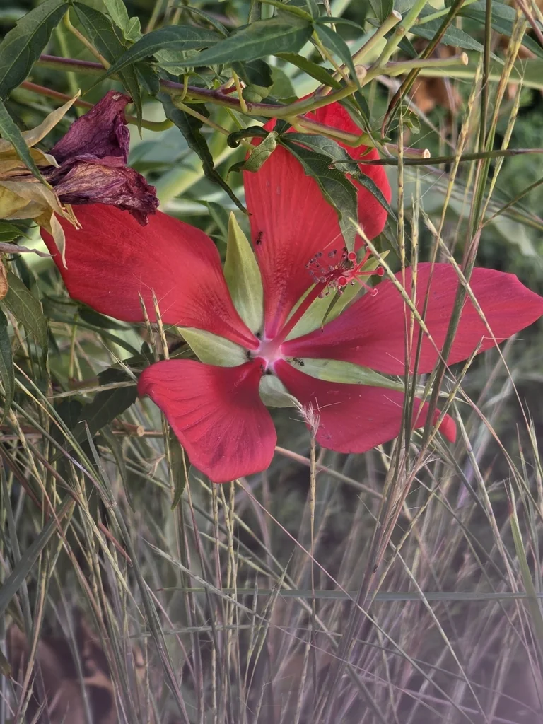 Hibiscus Coccineus