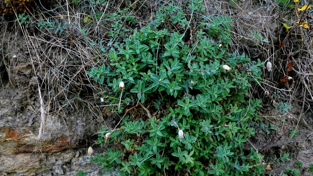 Silene Uniflora