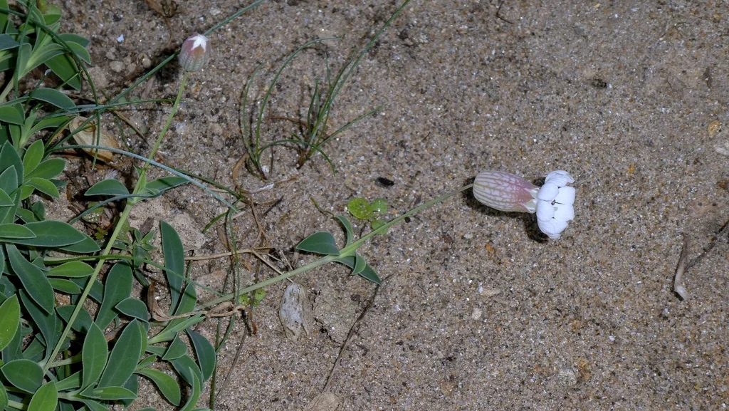Silene Uniflora