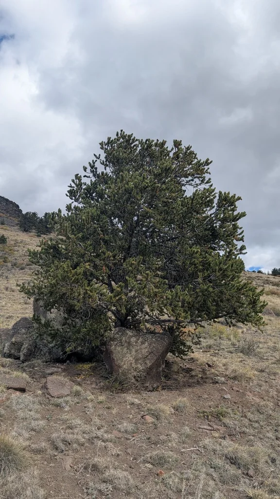 Pinus Aristata