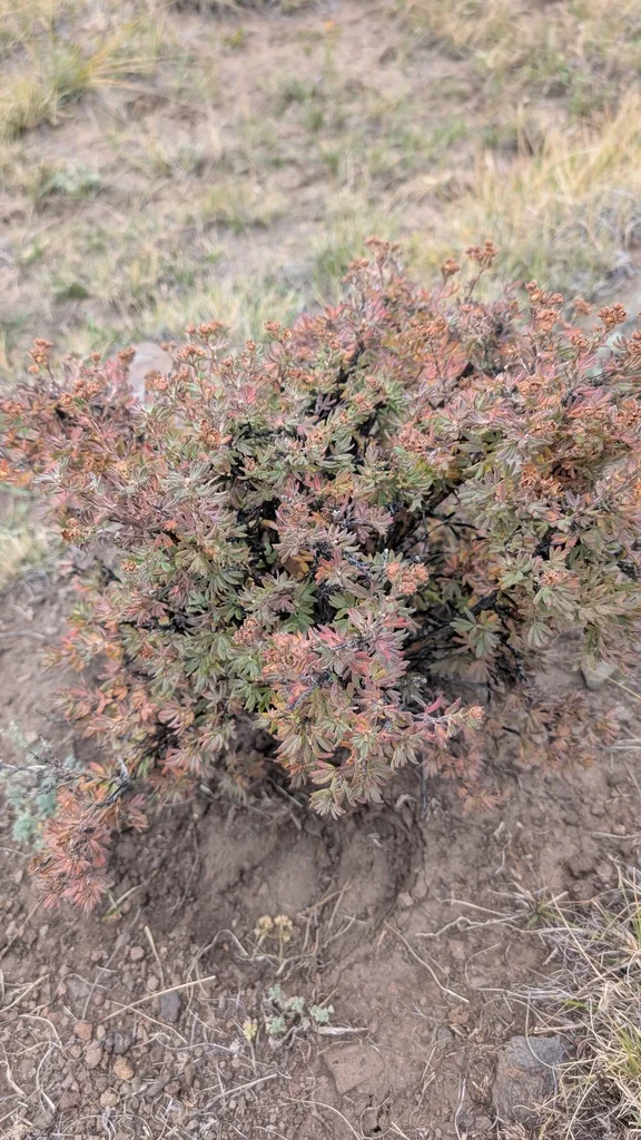 Potentilla fruticosa
