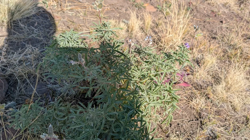 Lupinus Albifrons
