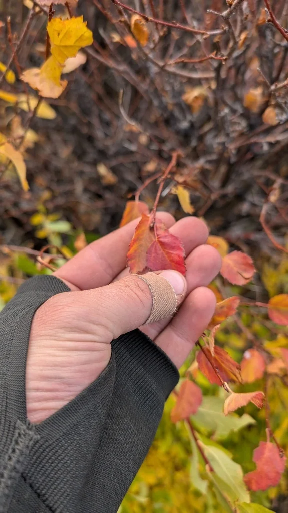 Betula Occidentalis