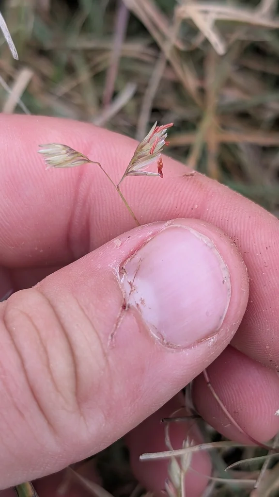 Buchloe Dactyloides