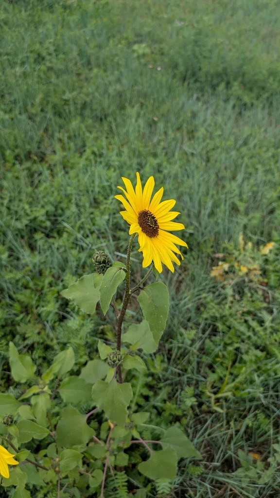 Helianthus Annuus