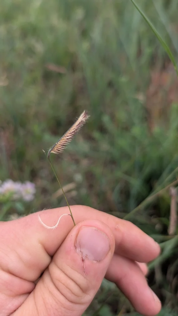Bouteloua Gracilis