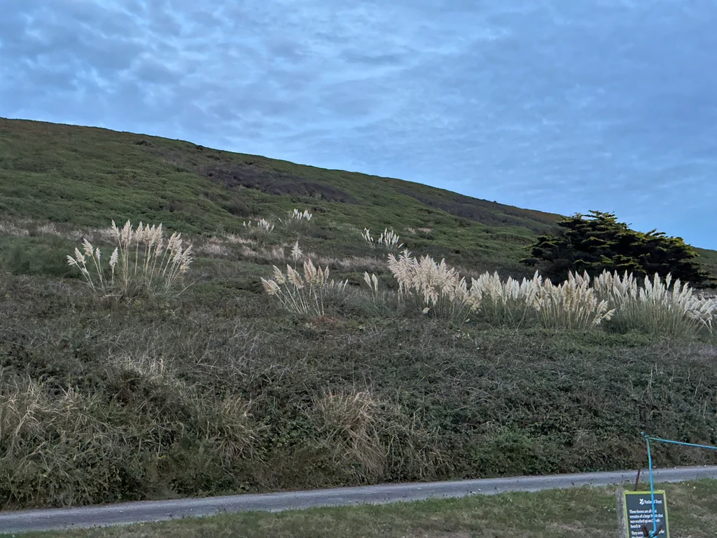 Cortaderia Selloana