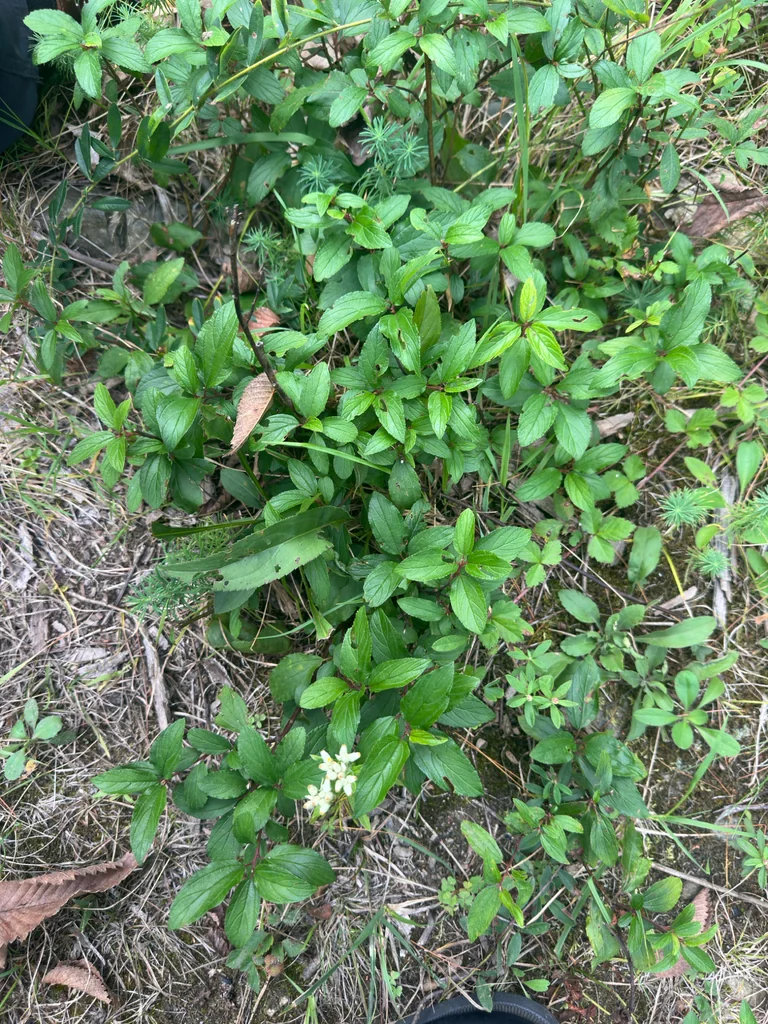 Ceanothus Americanus