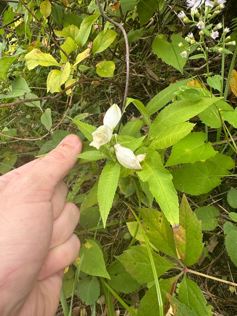 Chelone Glabra