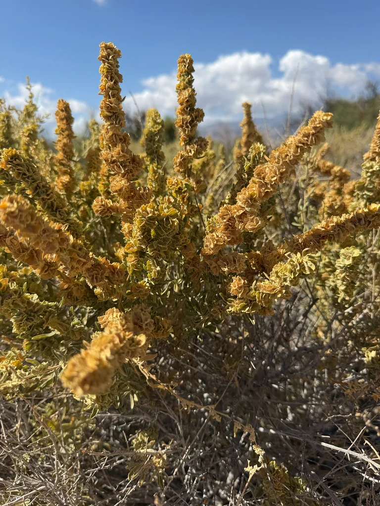 Atriplex Canescens