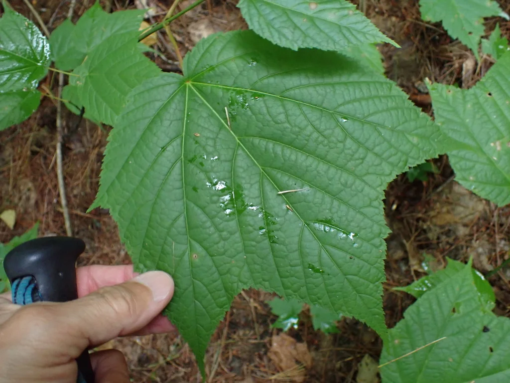 Acer Pensylvanicum