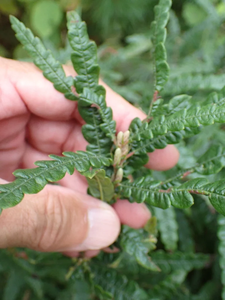 Comptonia Peregrina