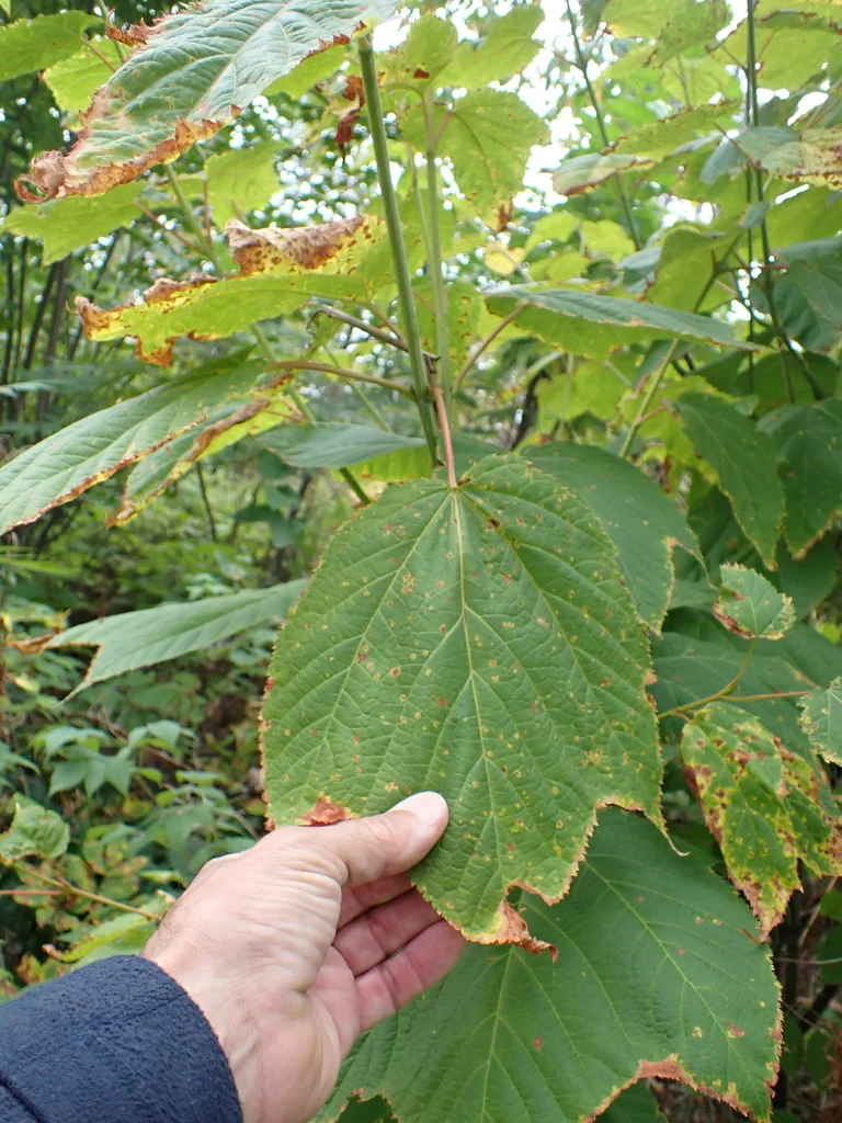 Acer Pensylvanicum