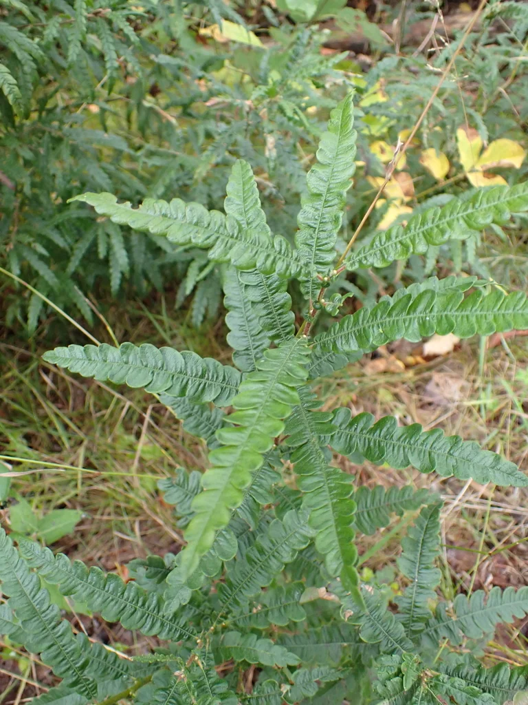 Comptonia Peregrina