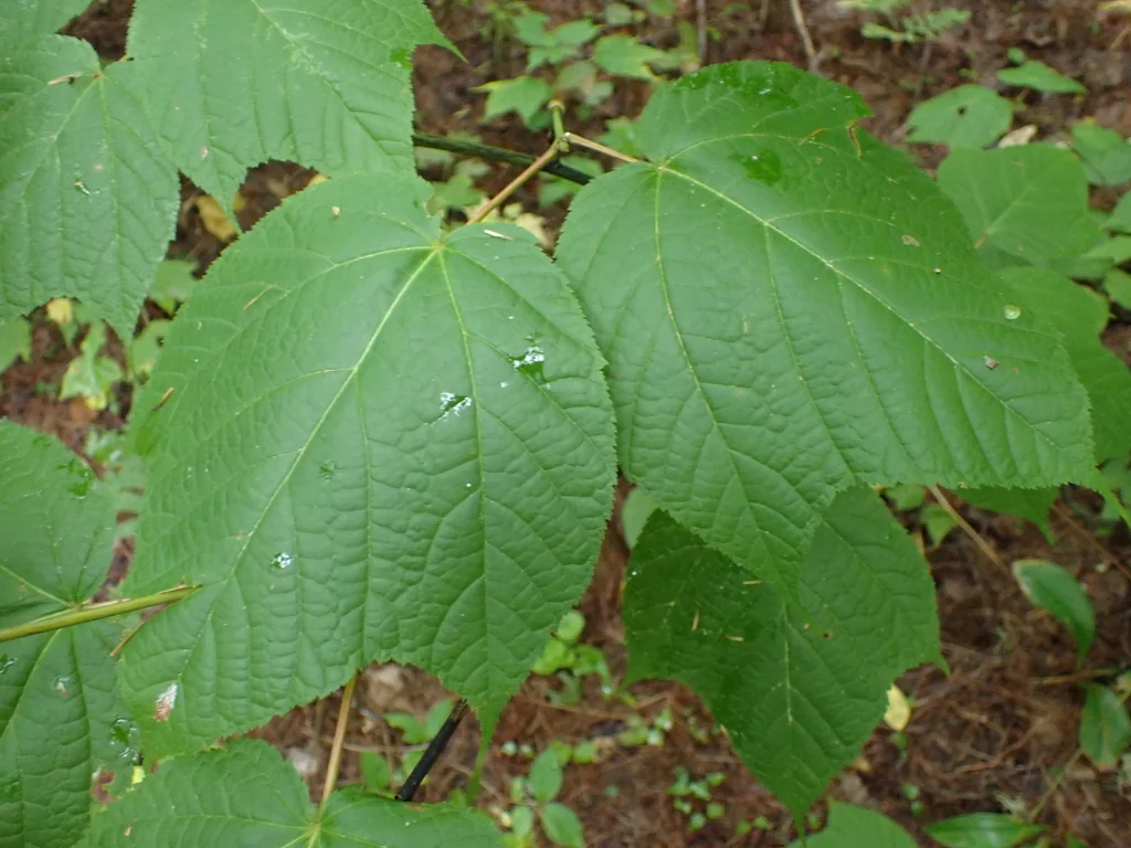 Acer Pensylvanicum