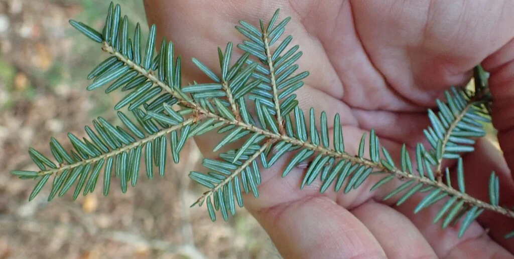 Tsuga Canadensis