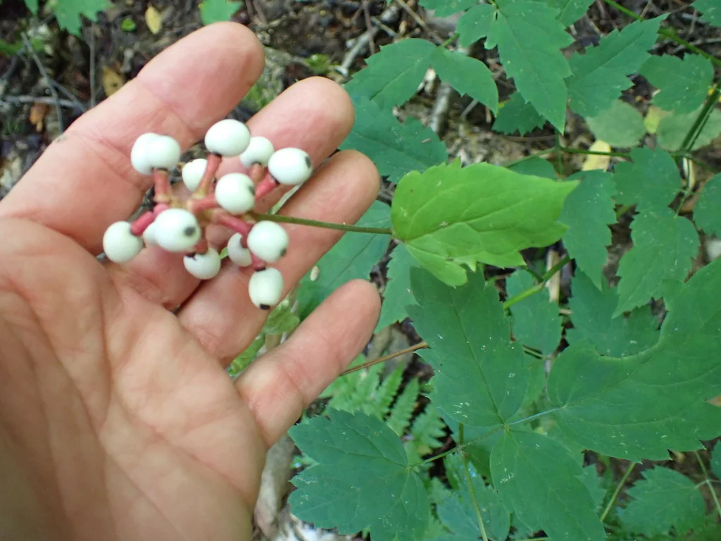 Actaea Pachypoda