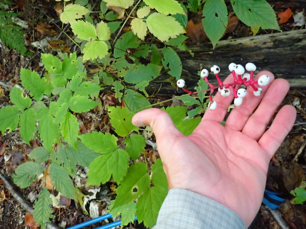 Actaea Pachypoda