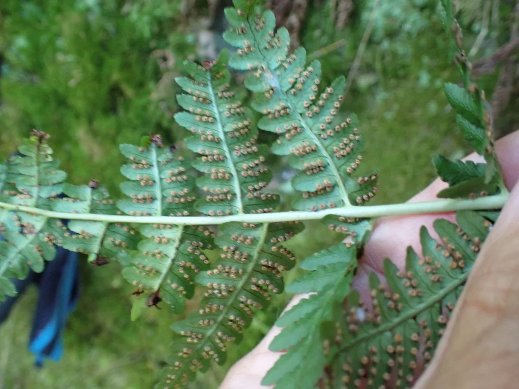 Dryopteris Marginalis