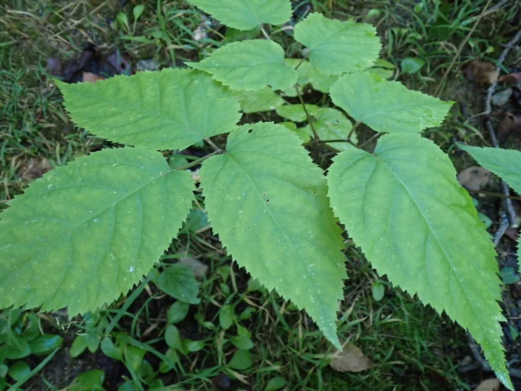Aralia Racemosa