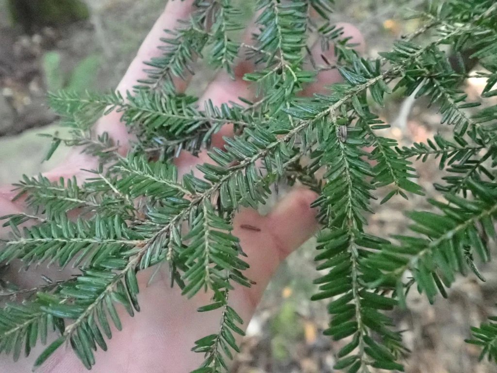 Tsuga Canadensis