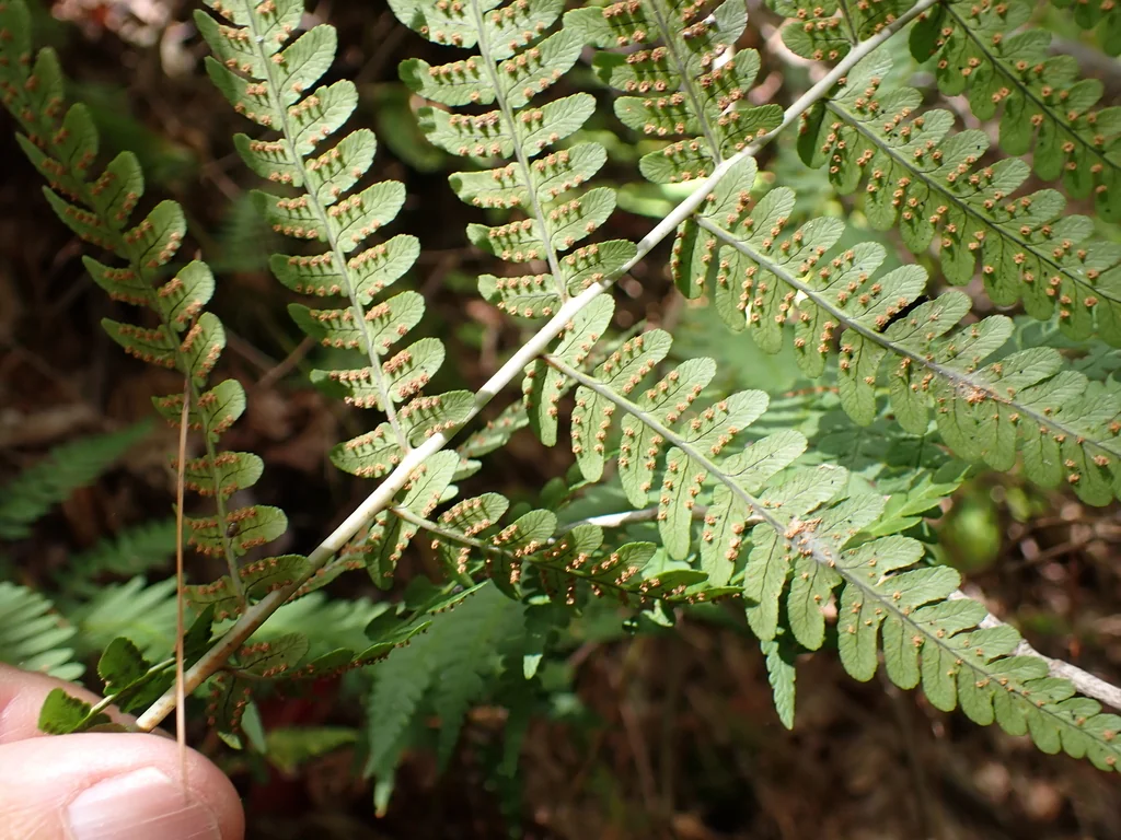 Dryopteris Marginalis
