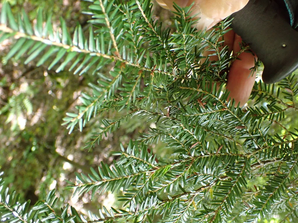 Tsuga Canadensis