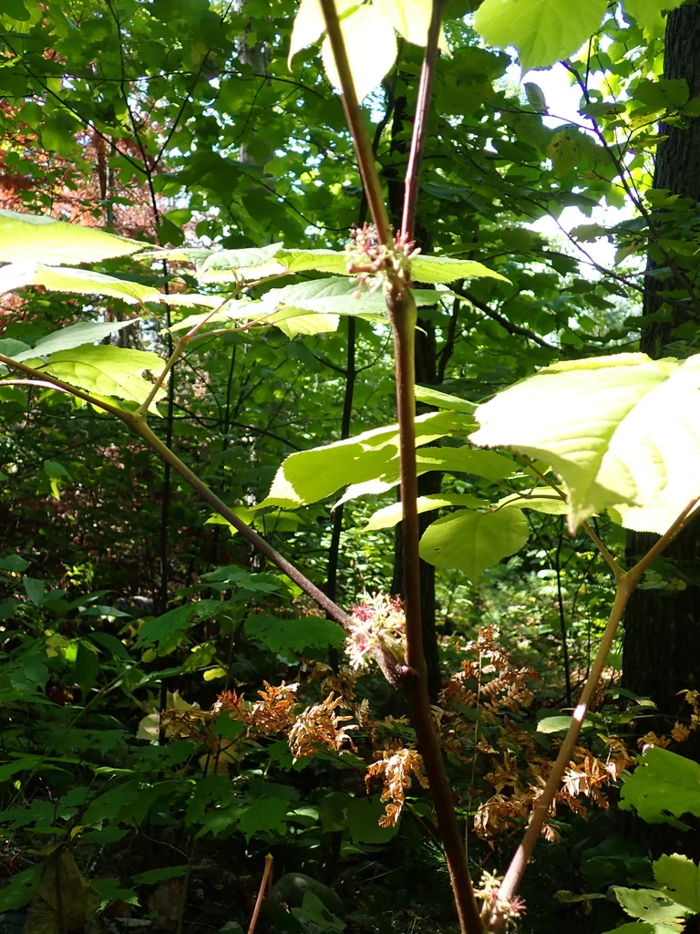 Aralia Racemosa