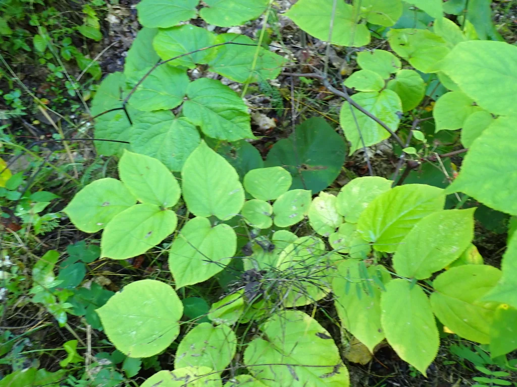 Aralia Racemosa