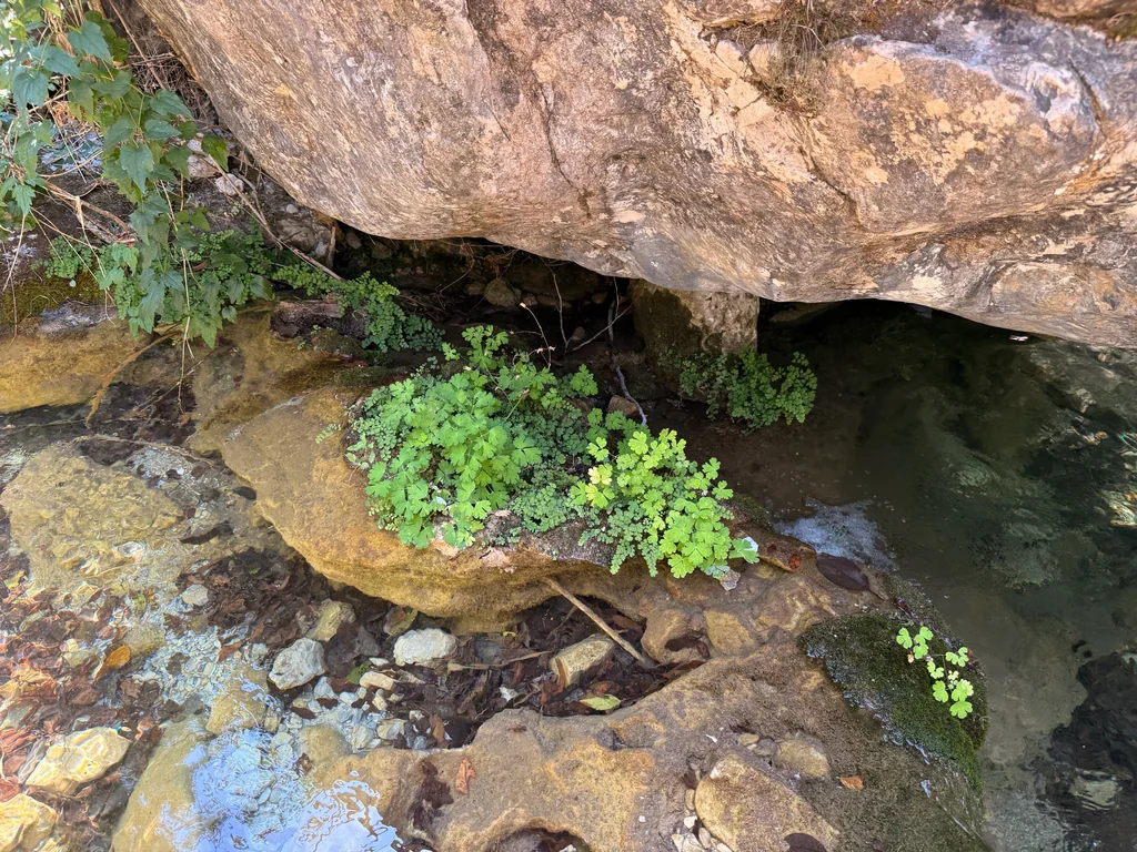 Adiantum Capillus-Veneris