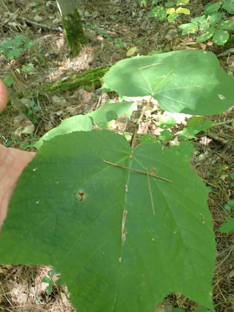 Acer Pensylvanicum