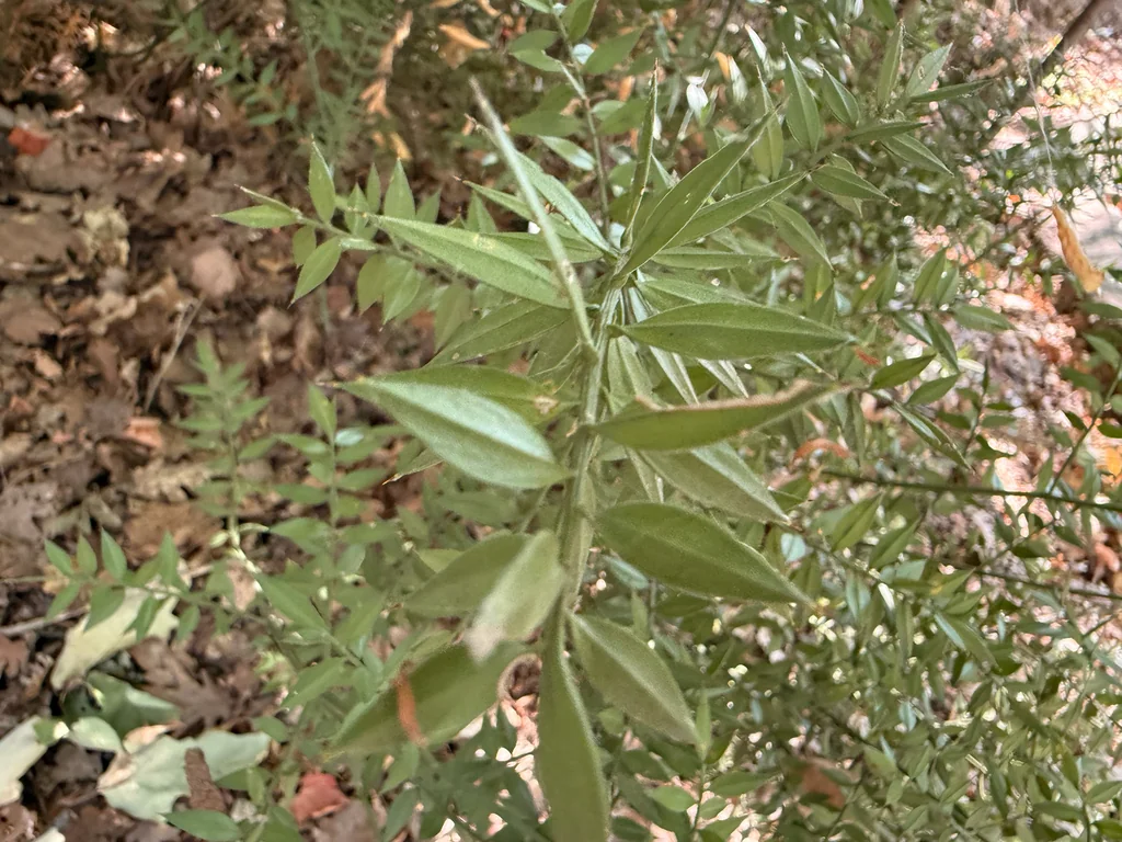 Ruscus Aculeatus