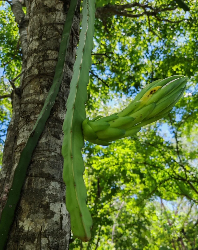 Hylocereus Undatus