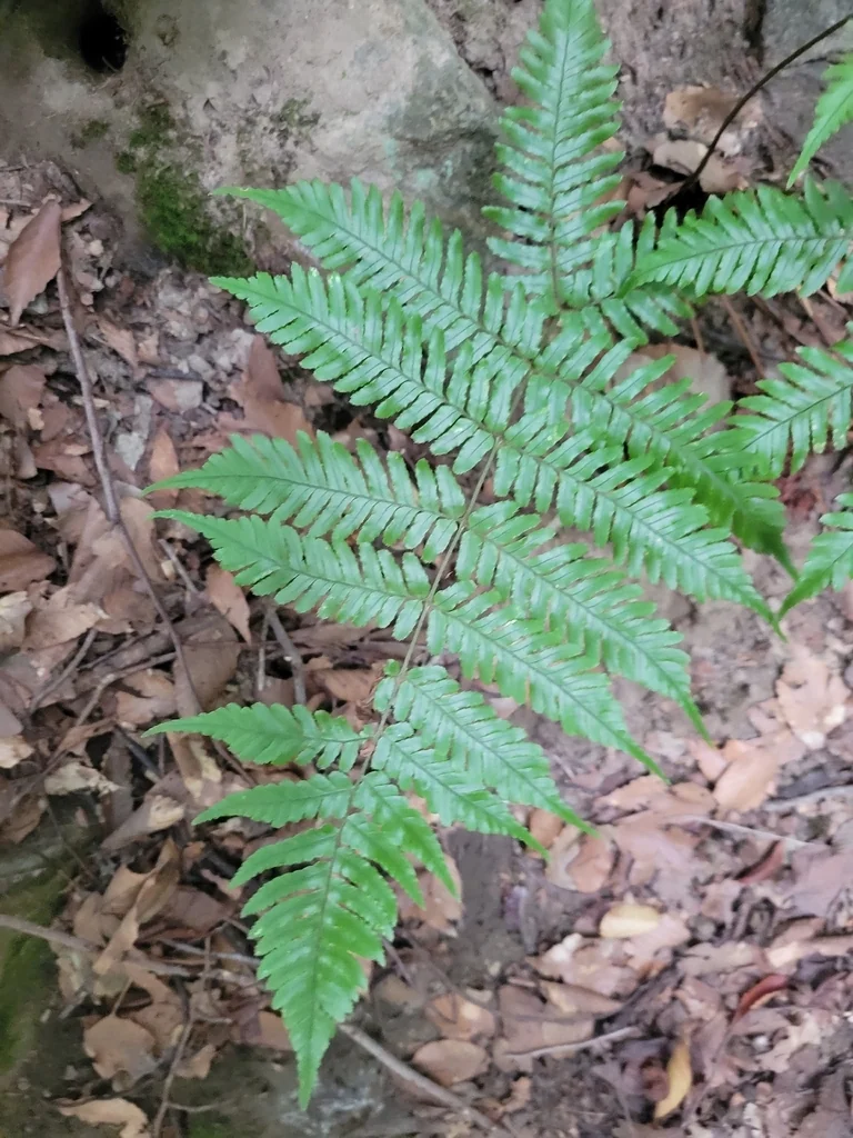 Dryopteris erythrosora