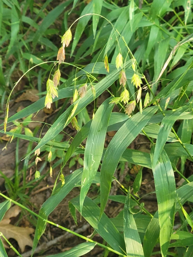 Chasmanthium Latifolium