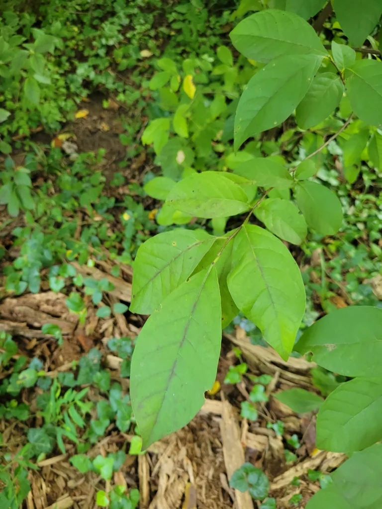 Lindera Benzoin
