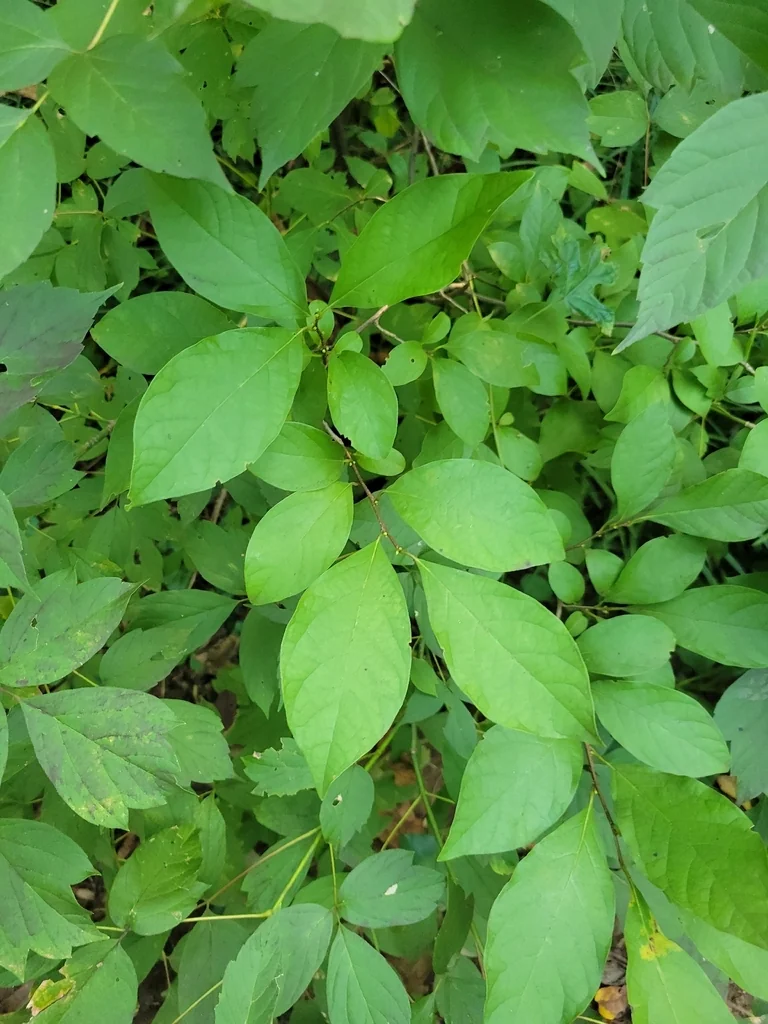 Lindera Benzoin